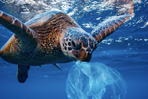 Event: Flexo Sustainability Awareness & Solutions Xperience - Turtle Underwater